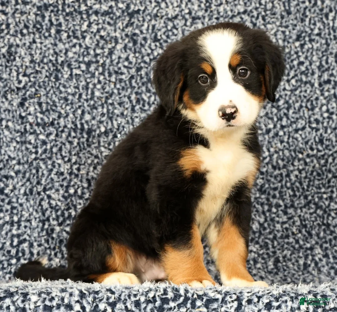 Bernese Mountain Dog dogs for sale: Chevy - Ad 1