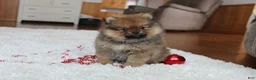 Pomeranian dogs for sale: Lyle - Ad 5