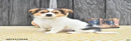 Chihuahua dogs for sale: Rascal - Ad 4