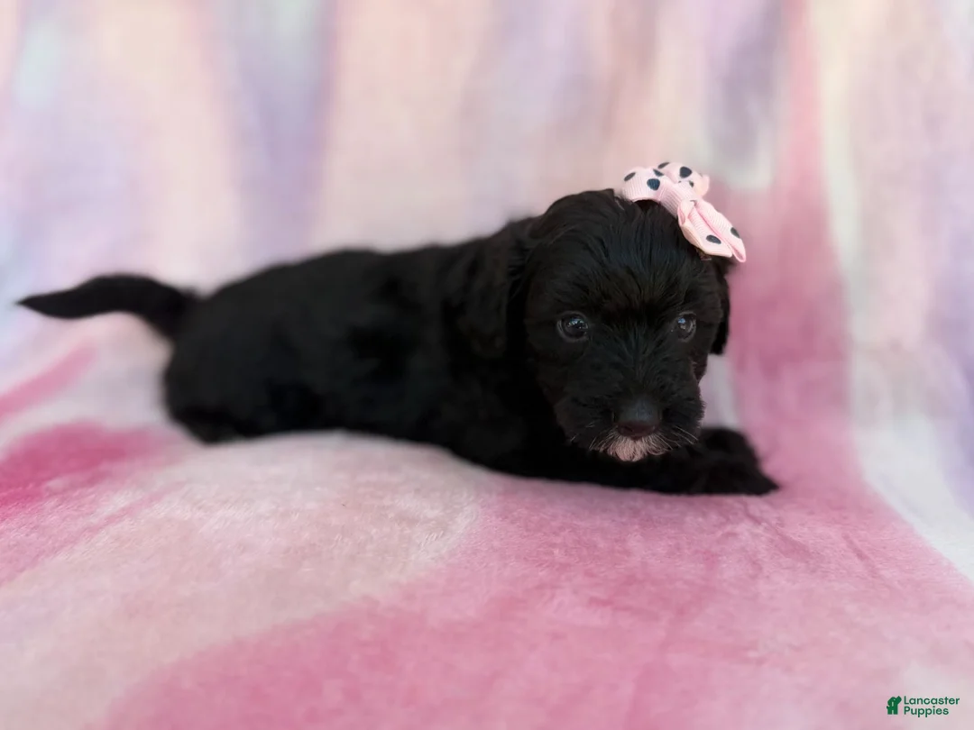 Aussiedoodle dogs for sale: Daisy - Ad 2