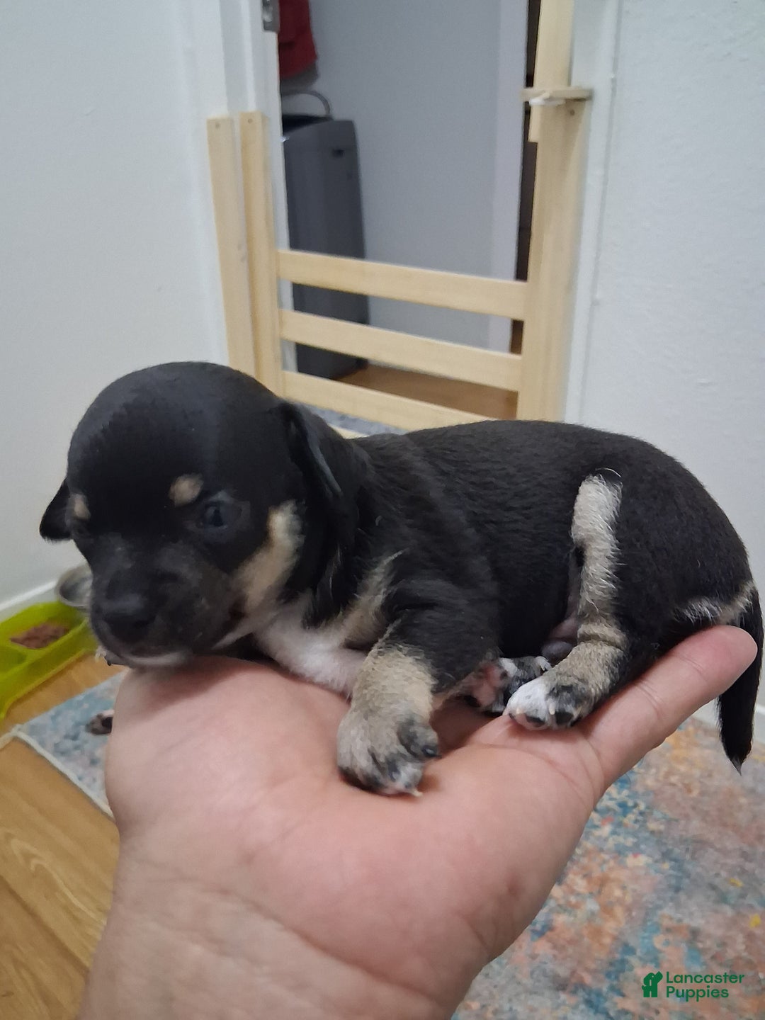 Chihuahua Puppy for sale in Austin Lancaster Puppies