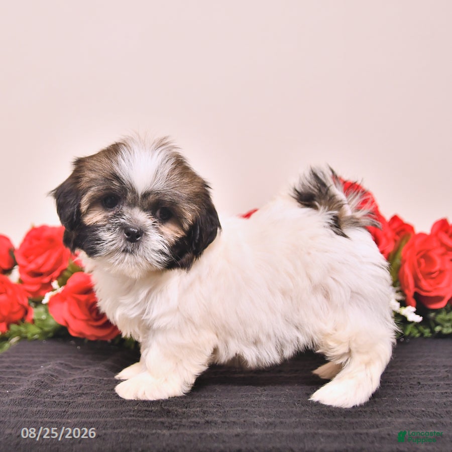 Shih Tzu dogs Kerry - Ad 2