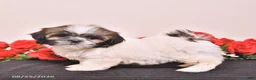 Shih Tzu dogs for sale: Kerry - Ad 2