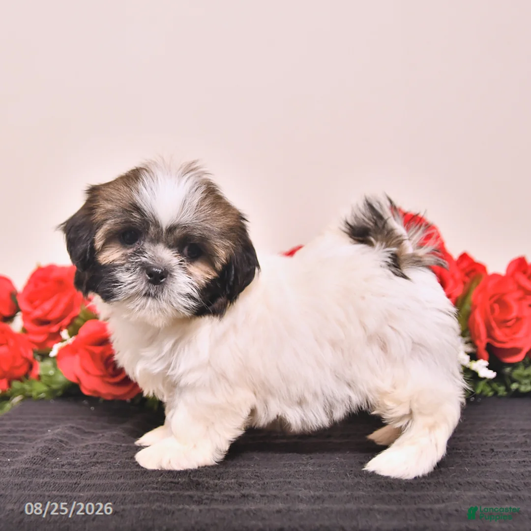 Shih Tzu dogs for sale: Kerry - Ad 2