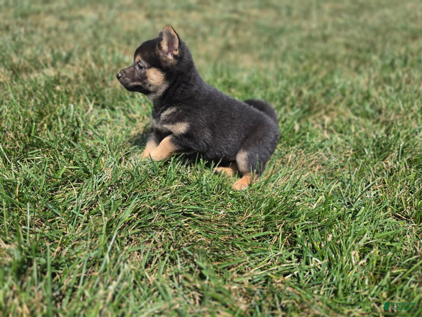 Shiba Inu dogs for sale: Oliver - Ad 3