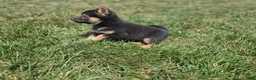 Shiba Inu dogs for sale: Oliver - Ad 1