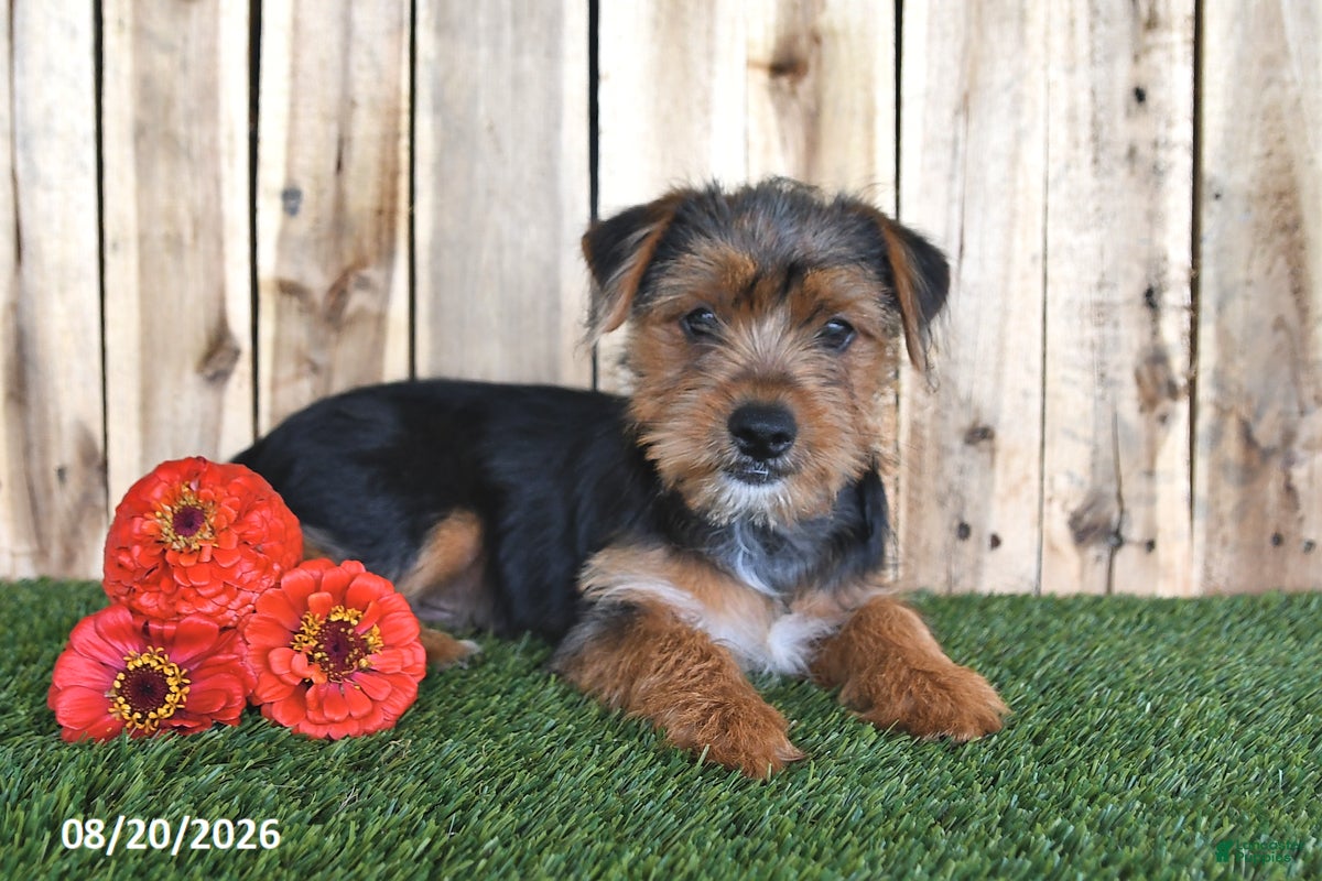 Yorkshire Terrier dogs for sale: Beau - Ad 3