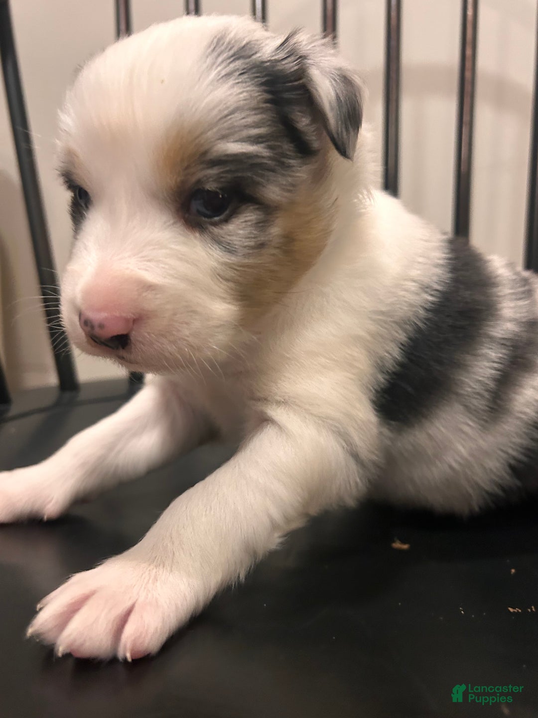 Australian Shepherd dogs for sale: Bluey  - Ad 7