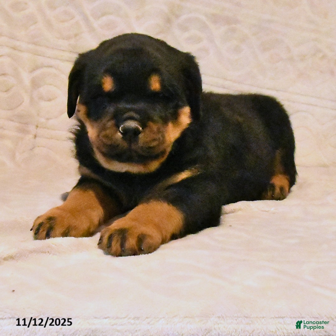 Rottweiler dogs for sale: Bandit - Ad 4