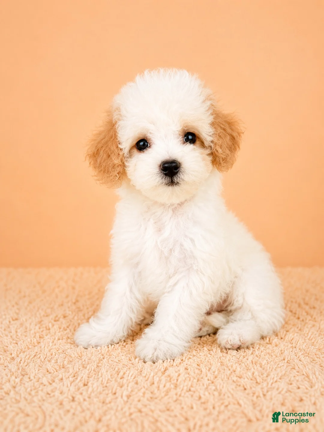 Cavapoo dogs for sale: Peaches - Ad 5