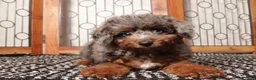 Miniature Poodle dogs for sale: Moon Sassy Mini Poodle - ICA - Ad 3