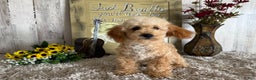 Maltipoo dogs for sale: Eldo - Ad 8
