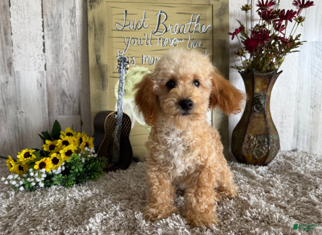 Maltipoo dogs for sale: Eldo - Ad 8