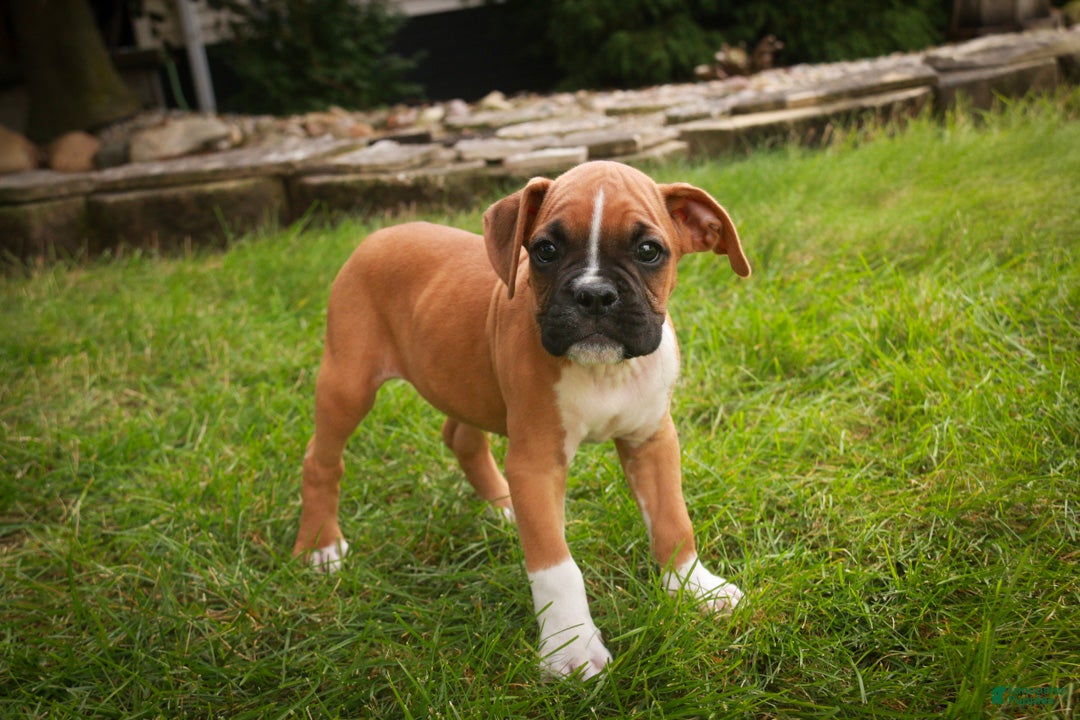 Boxer dogs Arlo - Ad 1