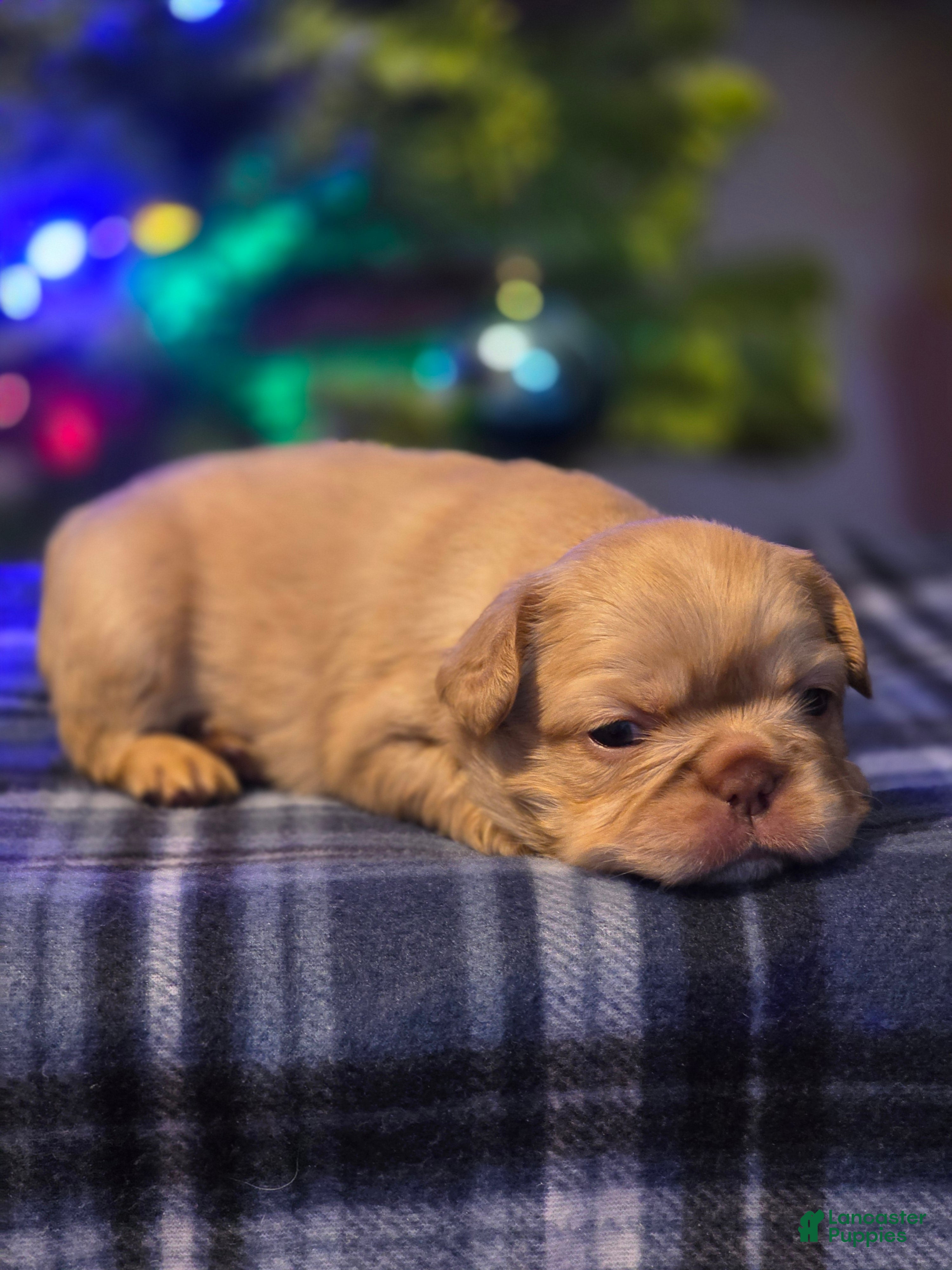 French Bulldog dogs for sale: Female 1 - Ad 3