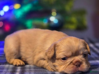 French Bulldog dogs Female 1 - Ad 4