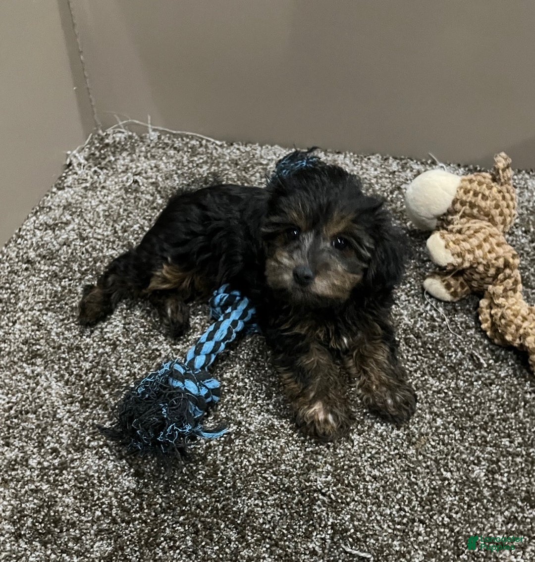 Yorkiepoo dogs for sale: Ruby - Ad 2