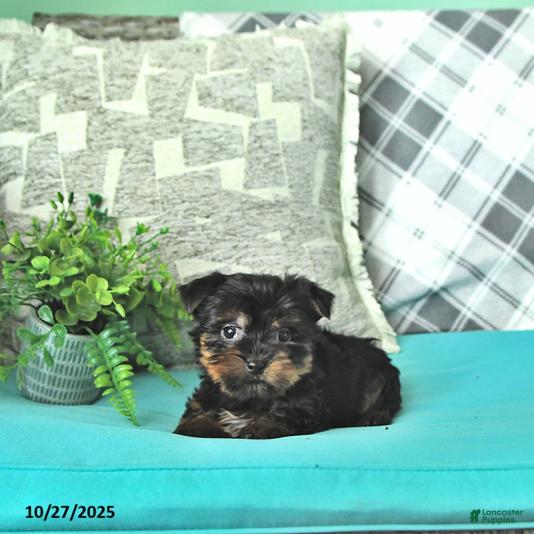 Yorkshire Terrier dogs for sale: Kipper - Ad 1