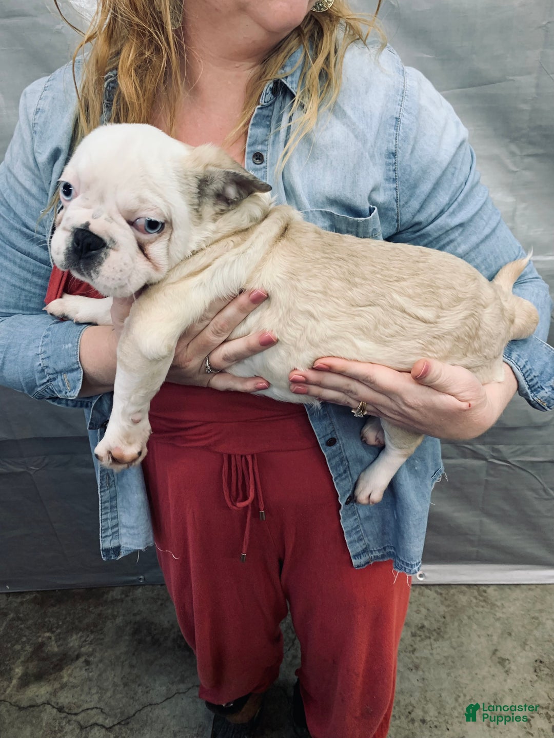 Frug dogs for sale: Fiona - Ad 1