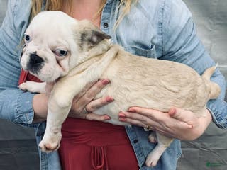 Frug dogs Fiona - Ad 7