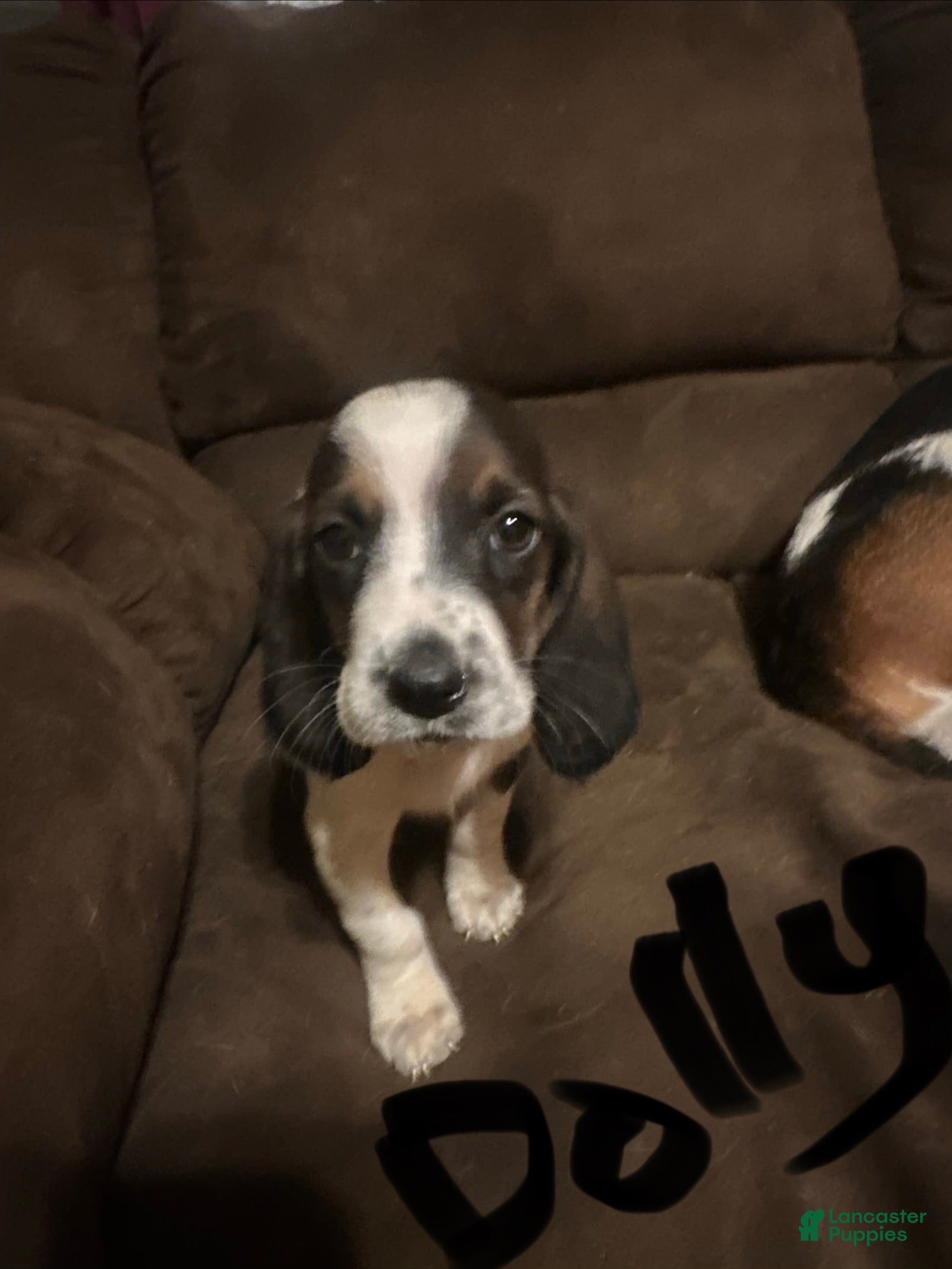 Basset Hound dogs Dolly  - Ad 2