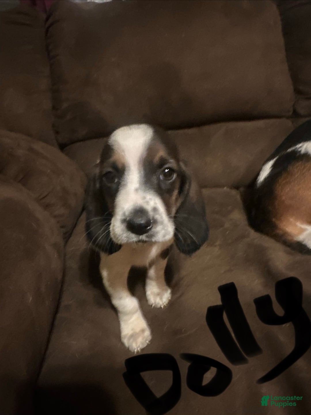 Basset Hound dogs for sale: Dolly  - Ad 2