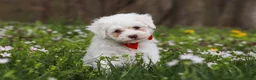 Bichpoo dogs for sale: Benji - Ad 3