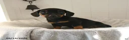 Mixed Breed dogs for sale: Shyla - Ad 2