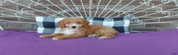 Aussiedoodle dogs for sale: Aussiedoodle 2 - Ad 6