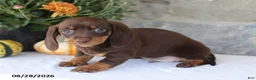 Miniature Dachshund dogs for sale: Hershey - Ad 3