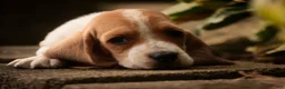 Basset Hound dogs for sale: Oscar Basset Hound  - Ad 6