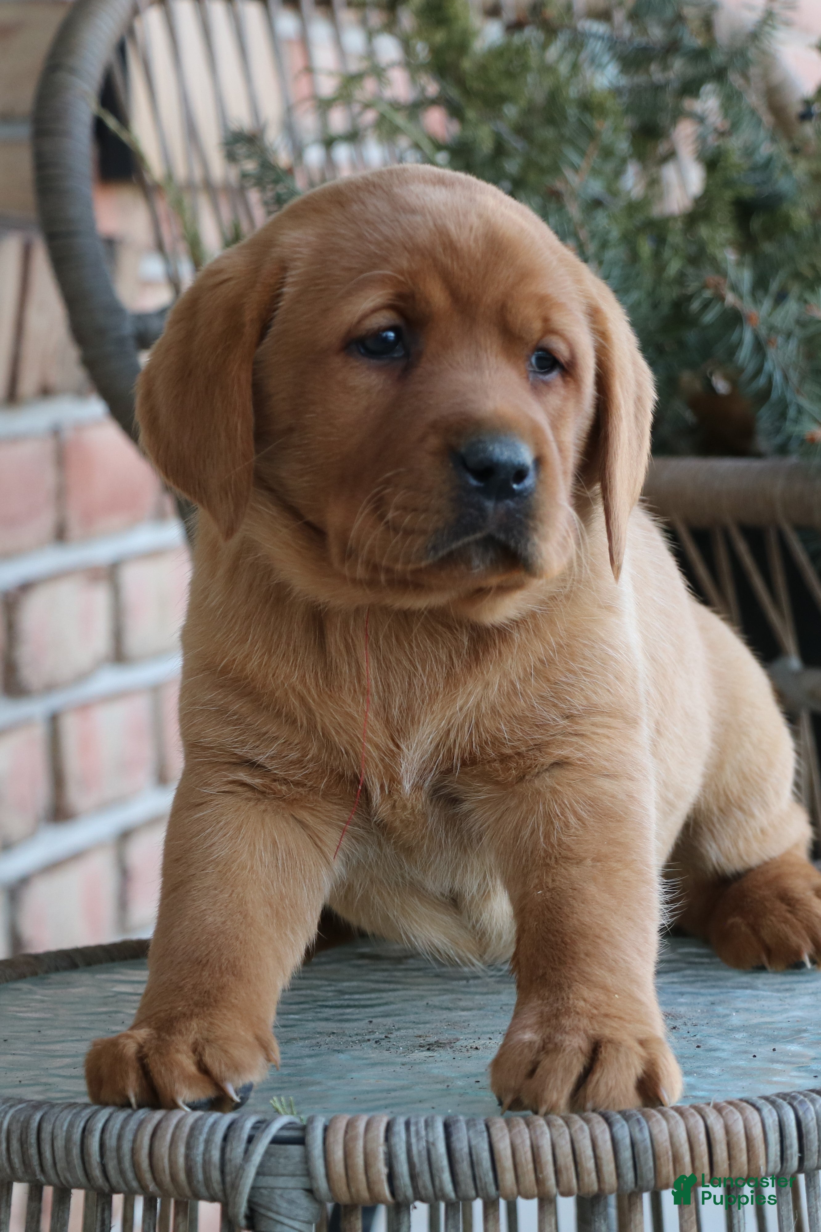 Labrador Retriever dogs Labrador Retriever Puppy 3 - Ad 19