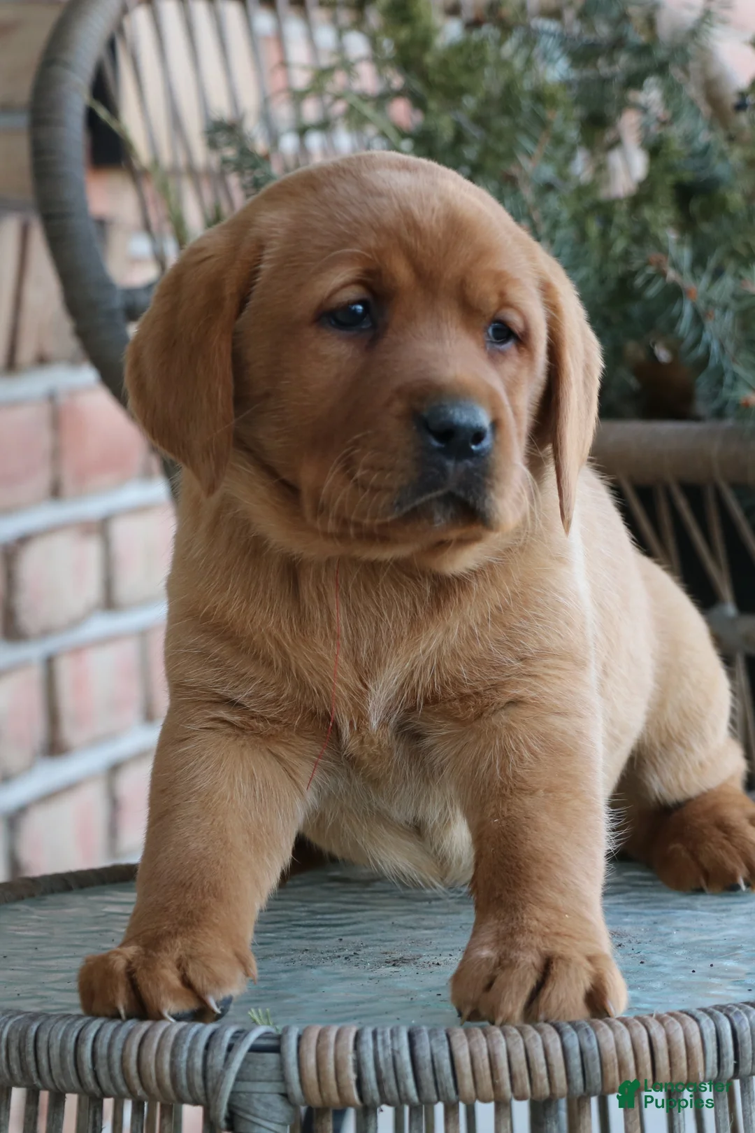 Labrador Retriever dogs for sale: Labrador Retriever Puppy 3 - Ad 1