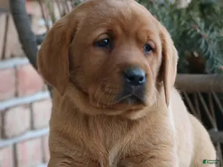 Labrador Retriever dogs Labrador Retriever Puppy 3 - Ad 19