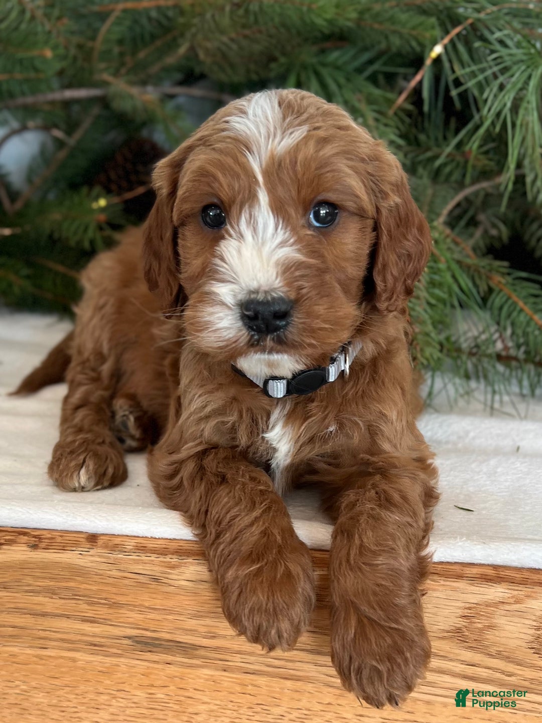 Irish Doodle dogs for sale: Asher - Ad 1