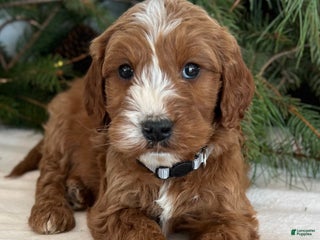 Irish Doodle dogs Asher - Ad 6