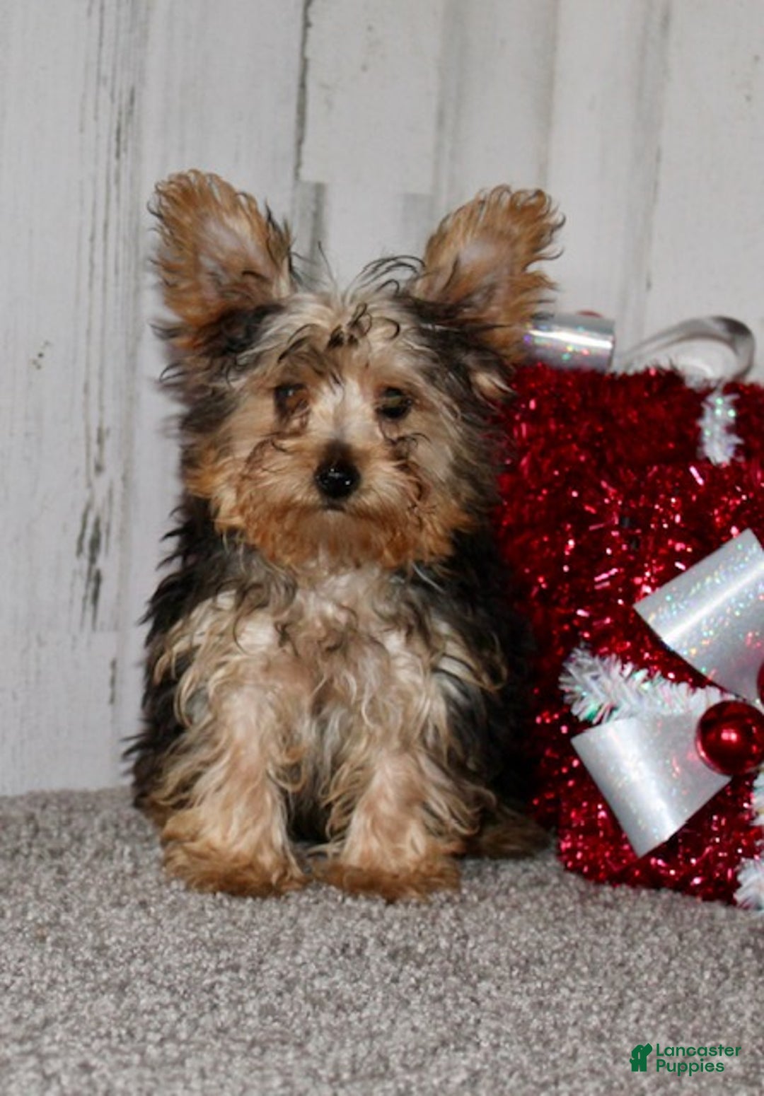 Yorkiepoo dogs for sale: Tucker - Ad 2