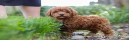 Miniature Poodle dogs for sale: Apollo - Ad 2