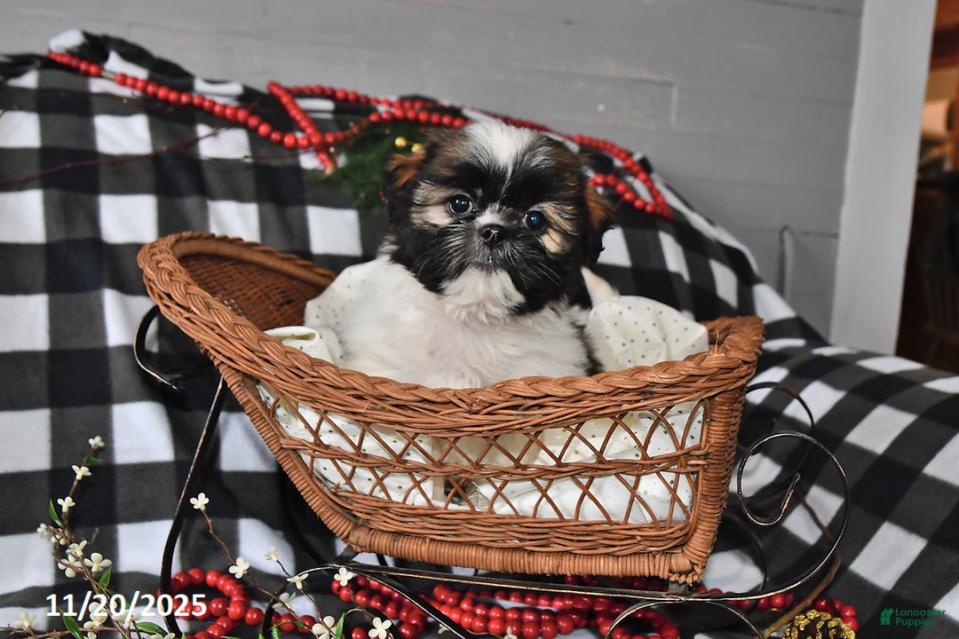 Shih Tzu dogs for sale: Darlene - Ad 8