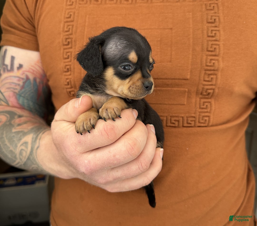 Chiweenie dogs for sale: Lyric  - Ad 1