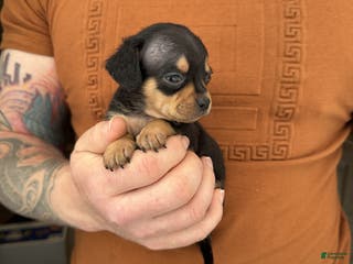 Chiweenie dogs Lyric - Ad 1