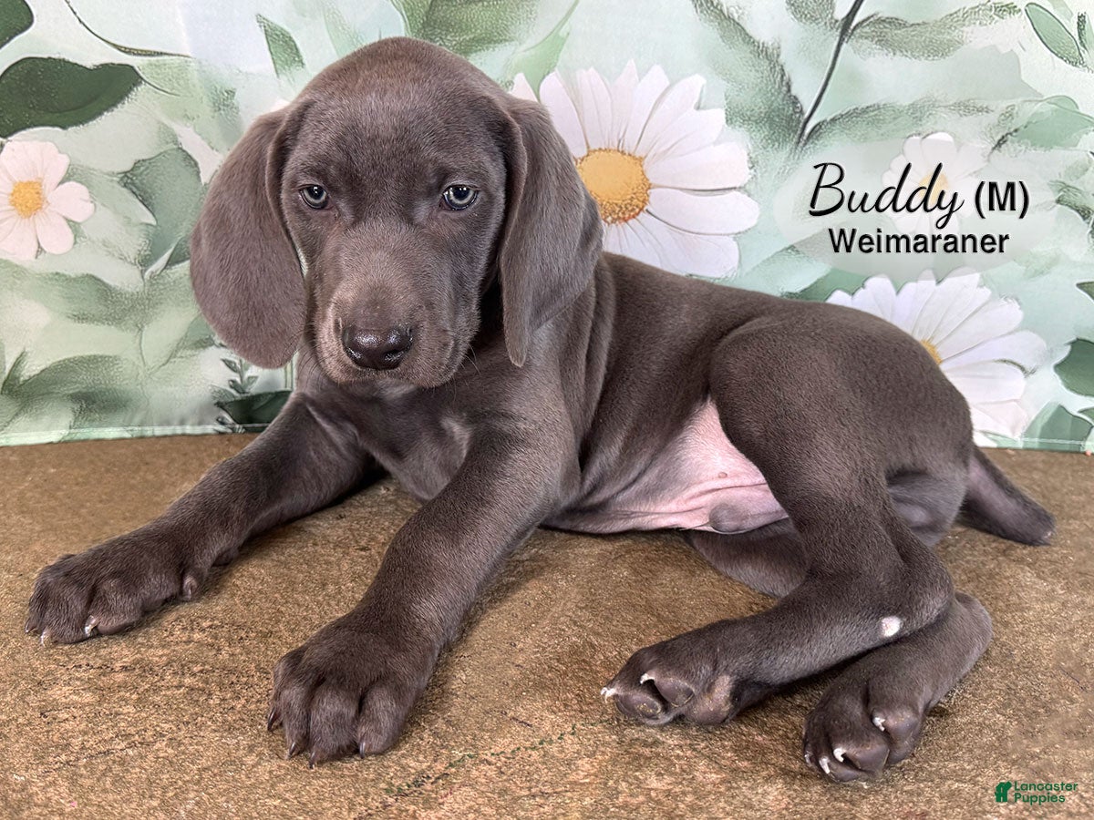 Weimaraner dogs Buddy - Ad 1