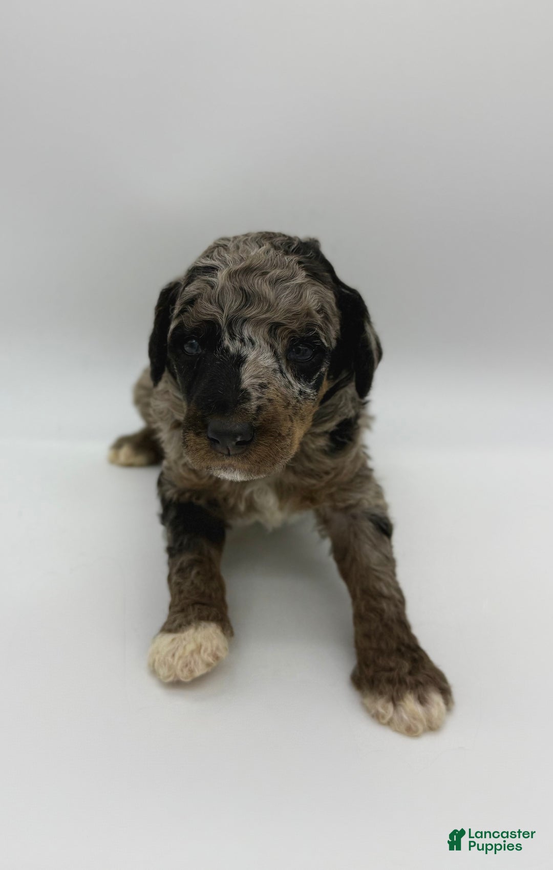 Standard Poodle dogs for sale: Birch - Ad 9