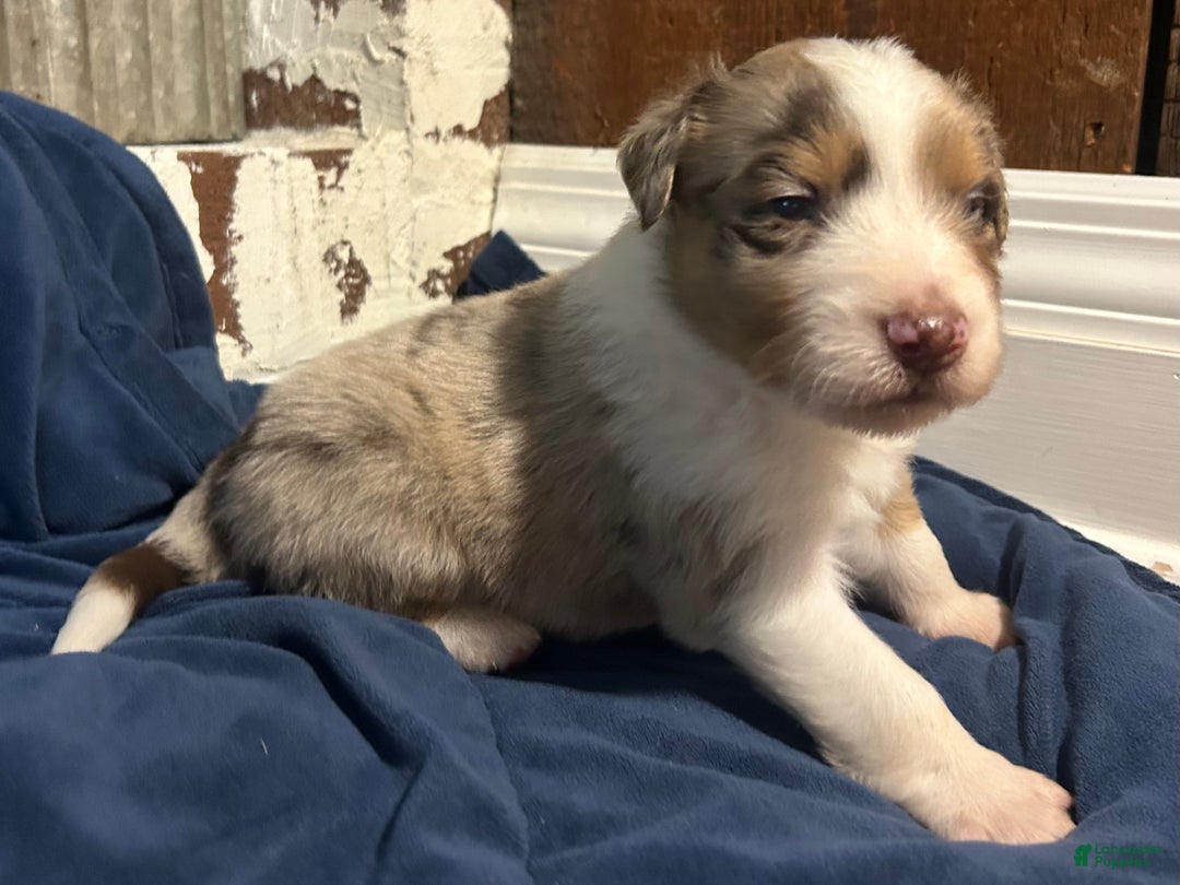 Australian Shepherd dogs for sale: Ruth - Ad 36