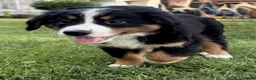 Bernese Mountain Dog dogs for sale: Lady - Ad 3