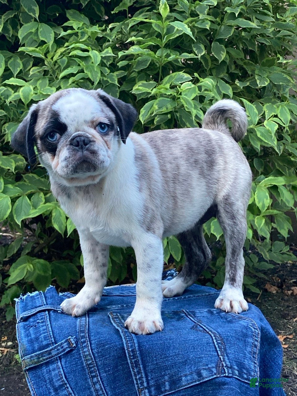 Pug dogs Marmalade  - Ad 2
