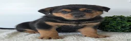 Mixed Breed dogs for sale: Phoenix  - Ad 16