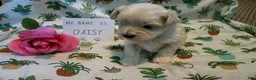 Maltipoo dogs for sale: Daisy - Ad 7