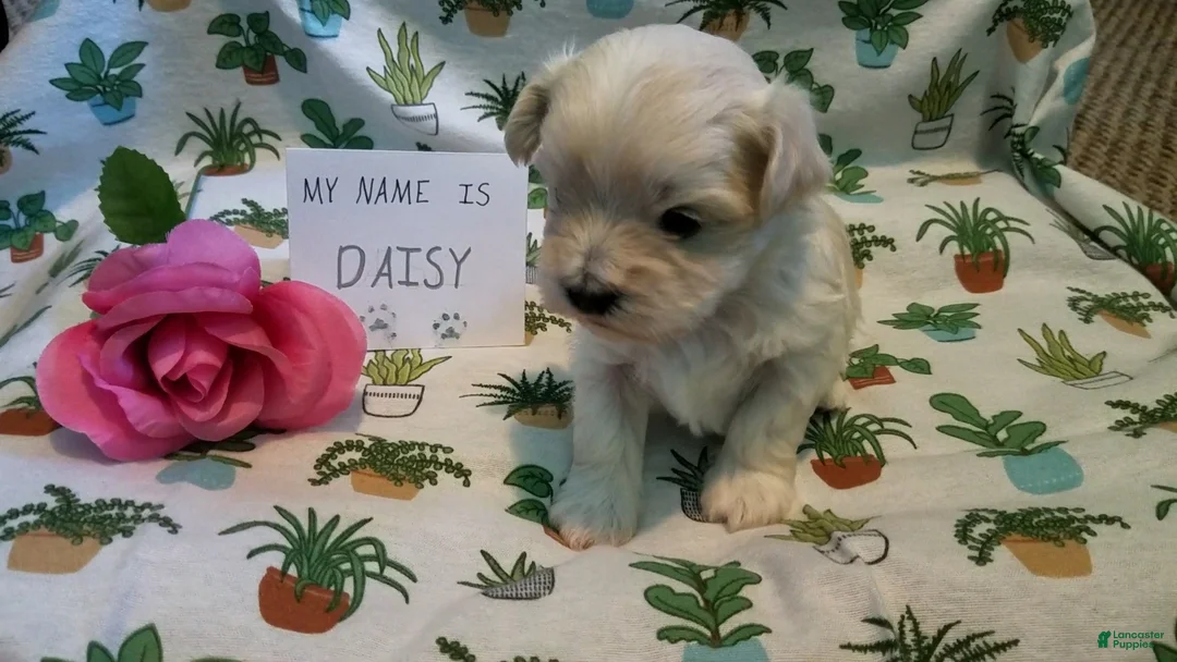 Maltipoo dogs for sale: Daisy - Ad 7