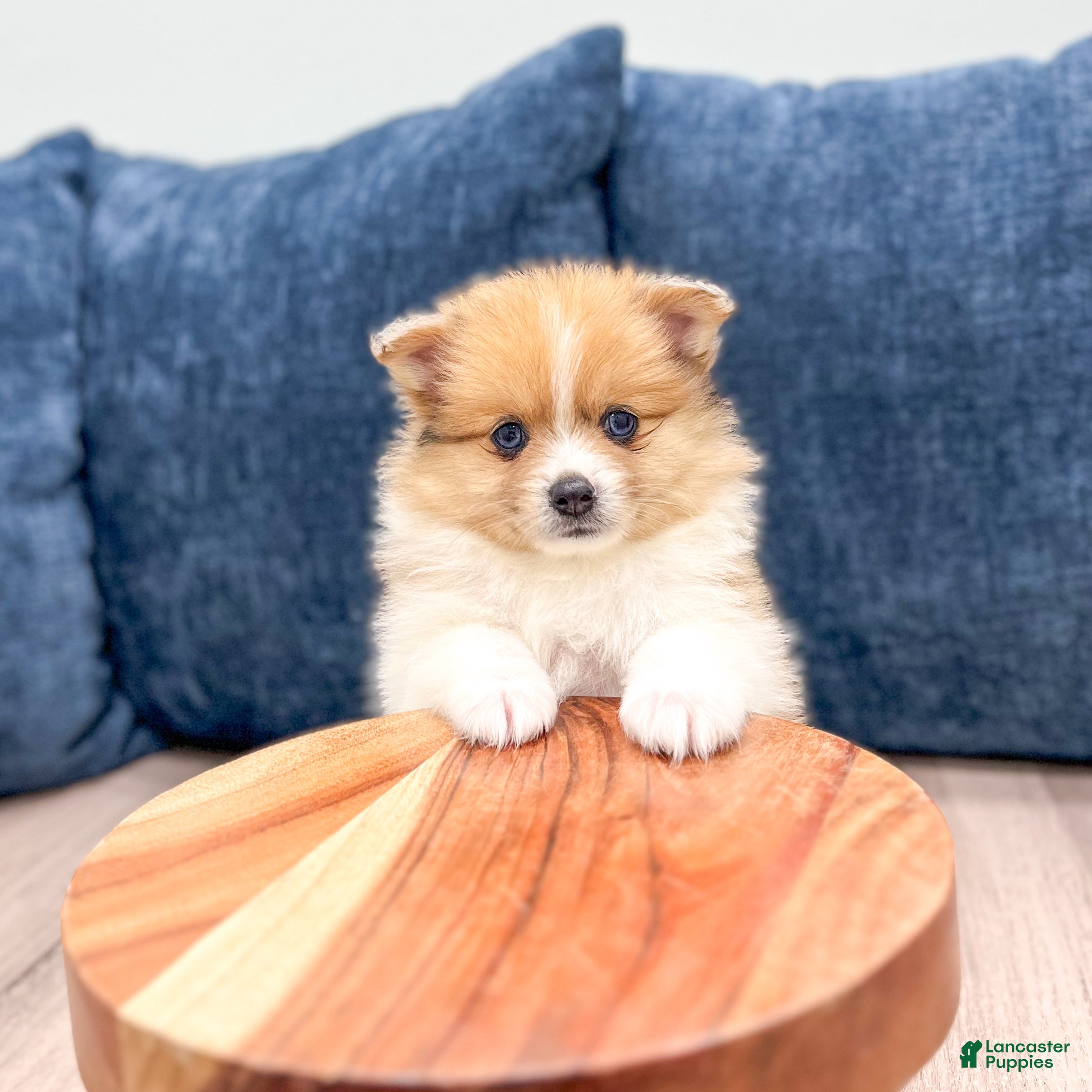 Pomeranian dogs Dolly - Ad 2